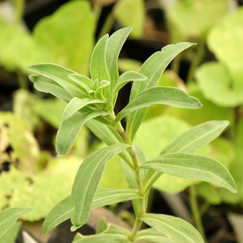 Gentiana cruciata - Kreuz-Enzian (Foliage)