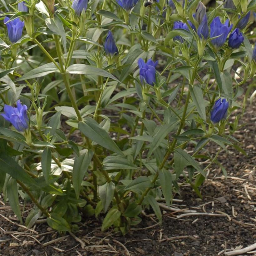 Gentiana True Blue - Enzian (Foliage)
