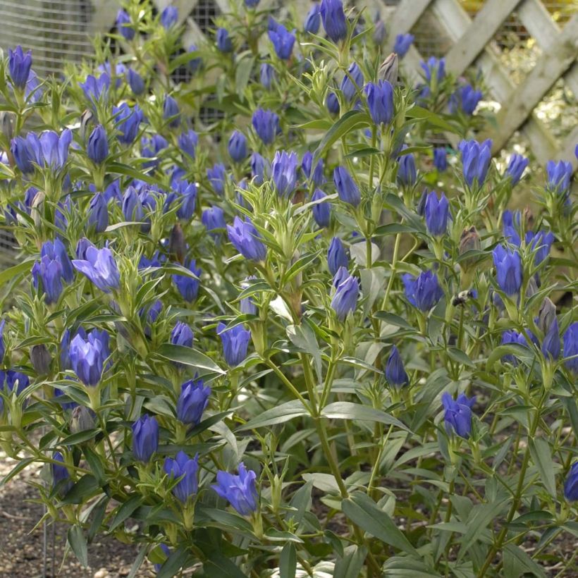 Gentiana True Blue - Enzian (Flowering)