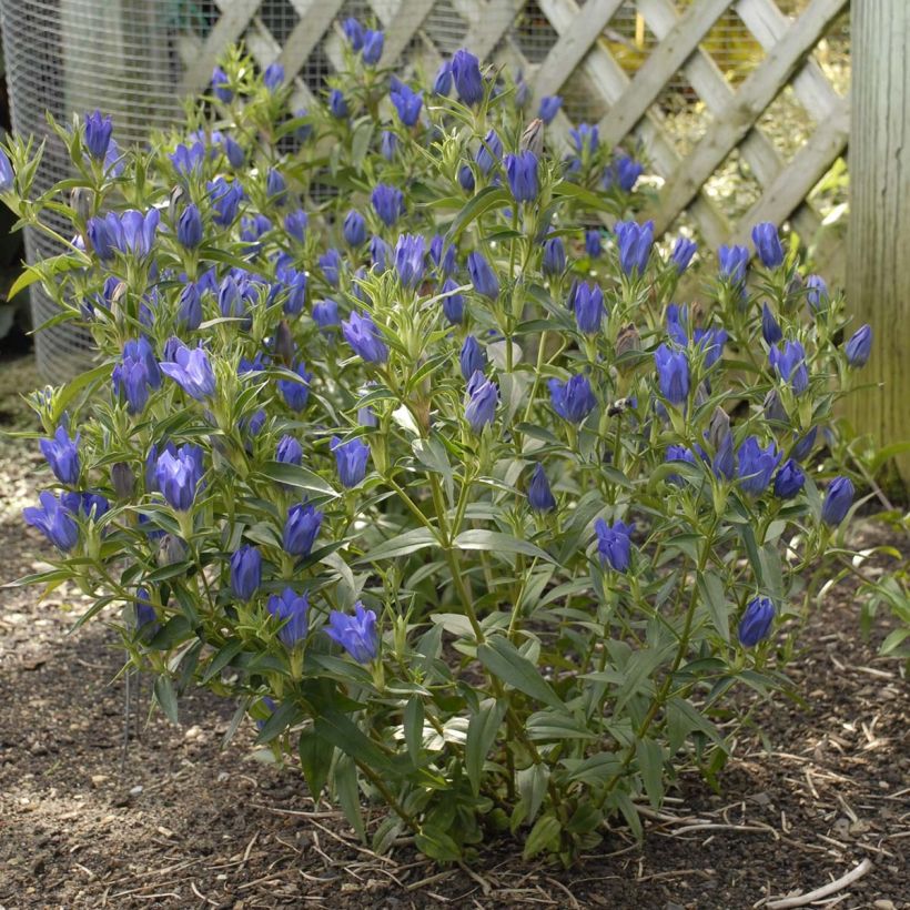 Gentiana True Blue - Enzian (Plant habit)