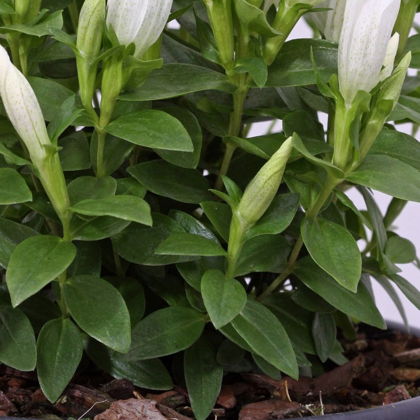 Gentiana makinoi White Magic - Enzian (Foliage)