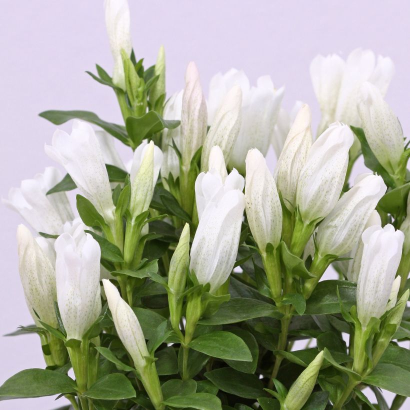 Gentiana makinoi White Magic - Enzian (Flowering)