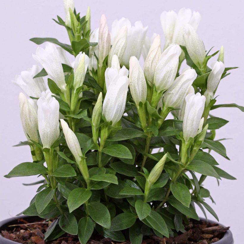 Gentiana makinoi White Magic - Enzian (Plant habit)