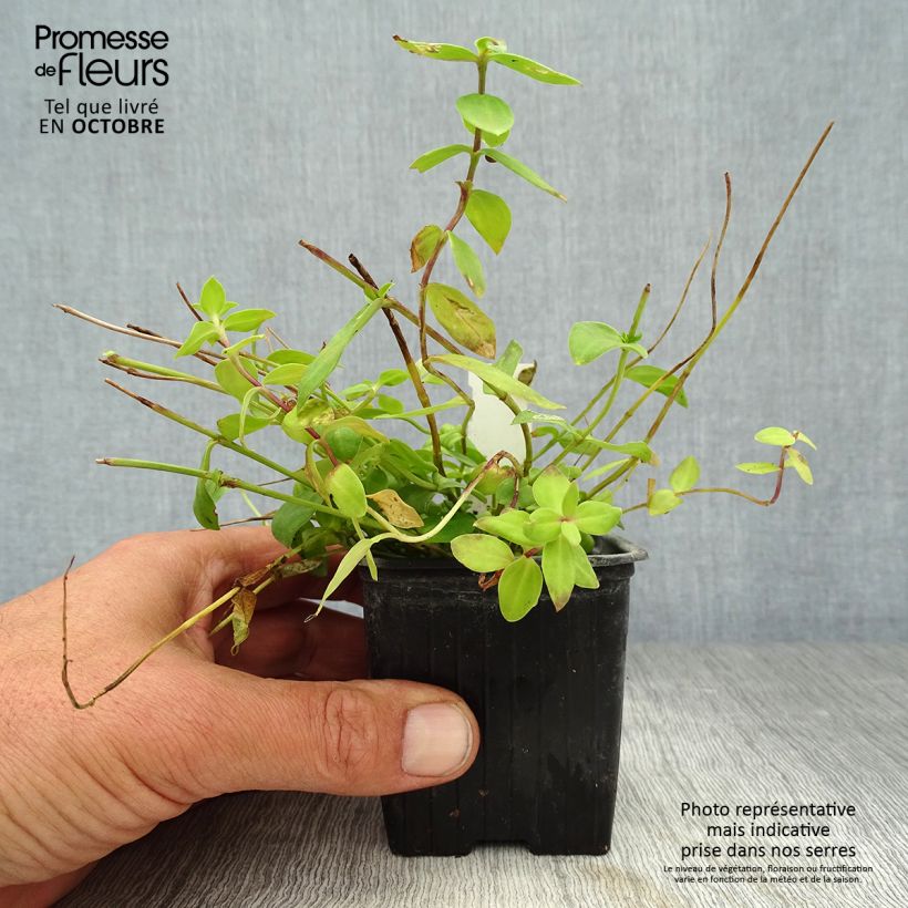 Example of Gentiana hybrida Little Pinkie - Enzian Kleine Töpfe von 8/9 cm as you get in automne