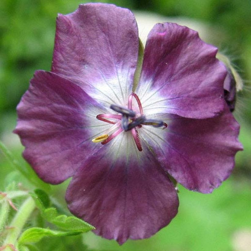 Geranium phaeum Mourning Widow - Brauner Storchschnabel (Flowering)