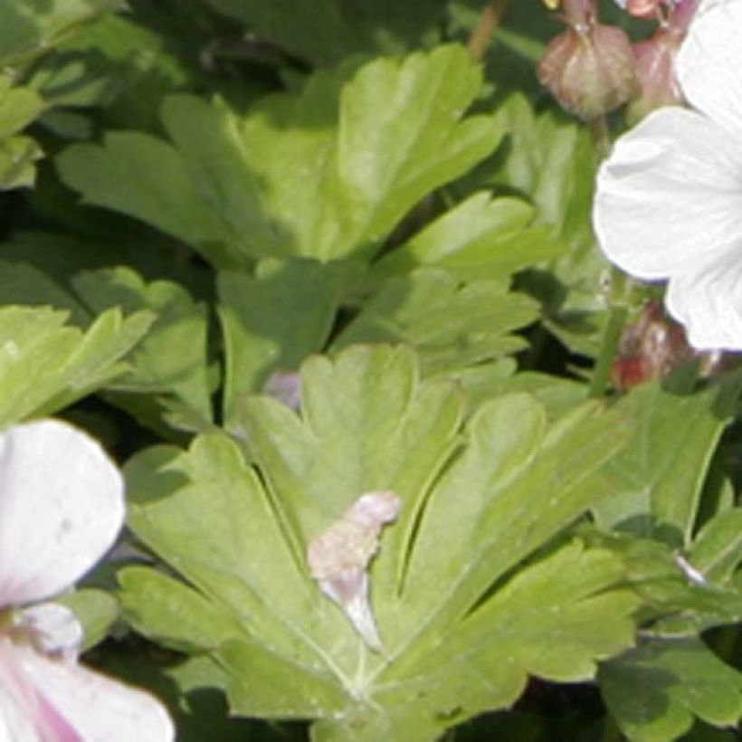 Geranium cantabrigiense Biokovo - Cambridge Storchschnabel (Foliage)