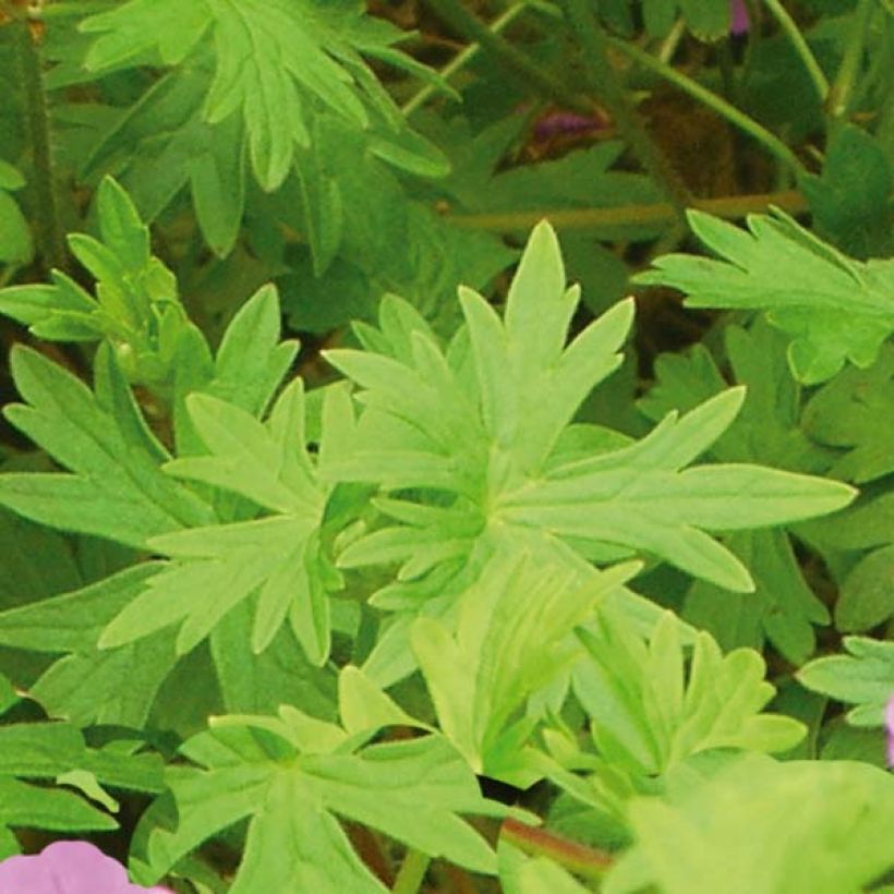 Storchschnabel Dilys - Geranium (Foliage)