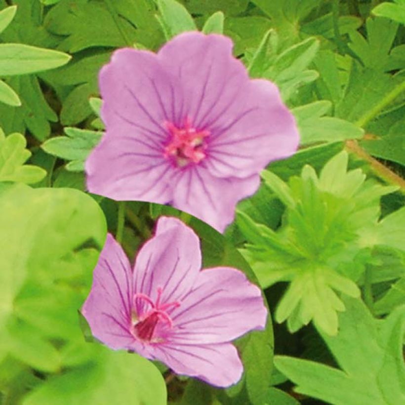 Storchschnabel Dilys - Geranium (Flowering)