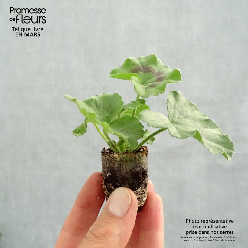 Example of Zonal-Pelargonie Galaxy Violet - Pelargonium Mini-Plug Ø 3/4 cm as you get in printemps