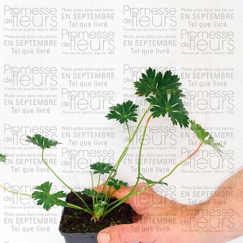 Example of Storchschnabel Rozanne - Geranium Kleine Töpfe von 8/9 cm as you get in automne