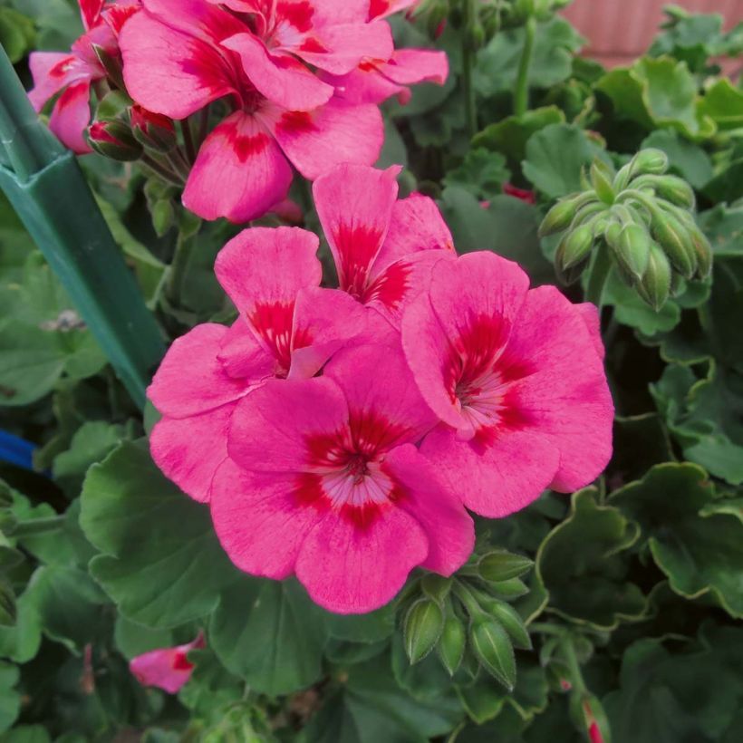 Zonal-Pelargonie TwoinOne Hot Pink Splash - Pelargonium (Flowering)