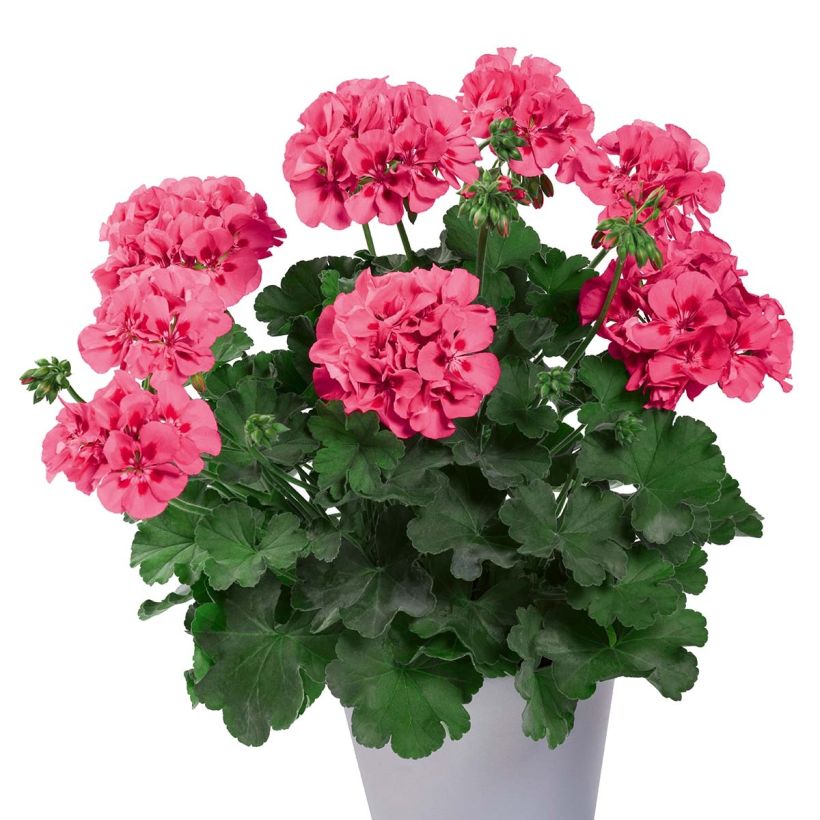 Zonal-Pelargonie TwoinOne Hot Pink Splash - Pelargonium (Plant habit)