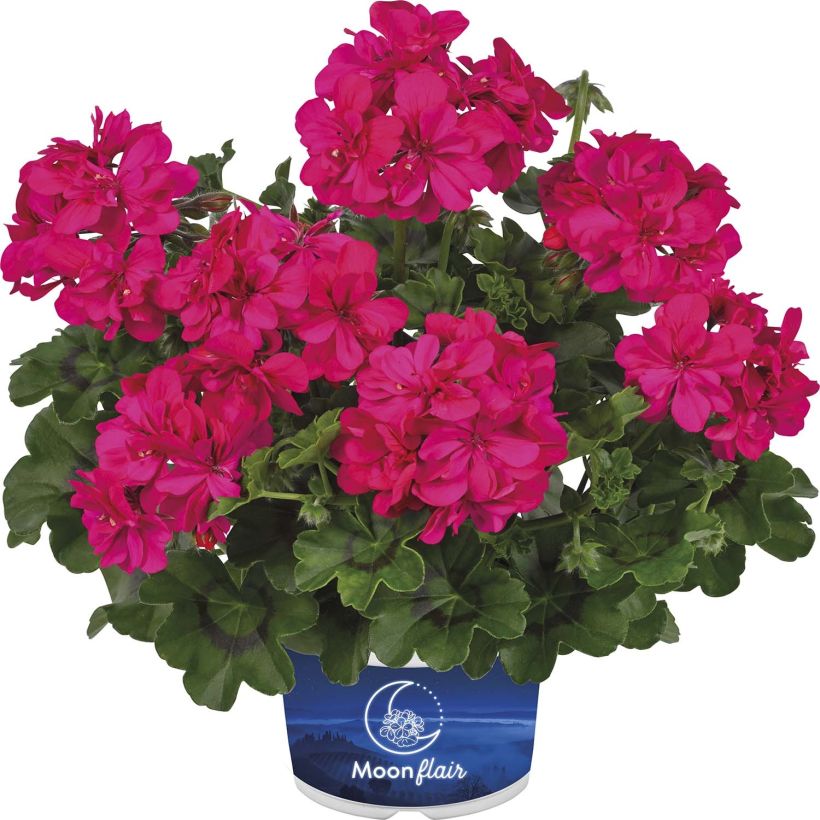 Hängegeranie Moonflair Dark Pink - Pelargonium (Flowering)