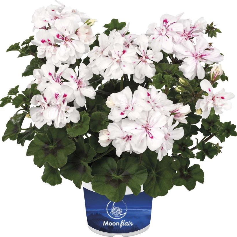 Hängegeranie Moonflair White - Pelargonium (Flowering)