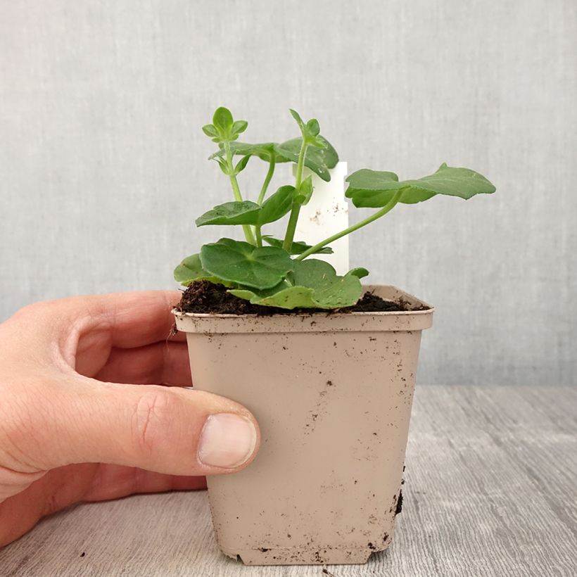 Example of Hängegeranie Amelit - Pelargonium Kleine Töpfe von 8/9 cm as you get in printemps