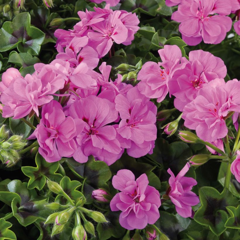 Hängegeranie Big 5 Amethyst - Pelargonium (Flowering)