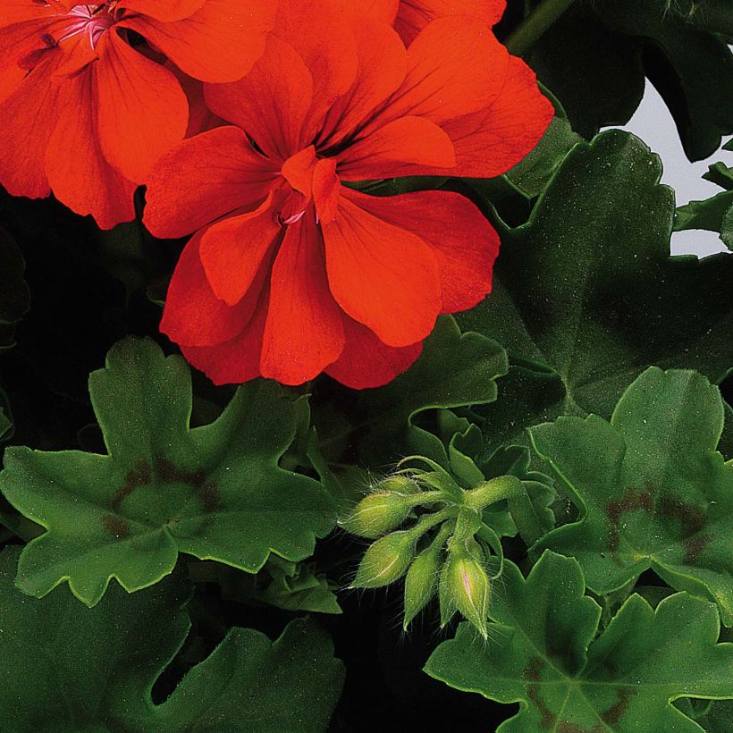 Hängegeranie Big 5 Red Devil - Pelargonium (Foliage)