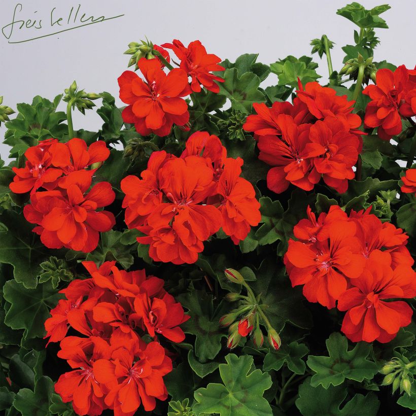 Hängegeranie Big 5 Red Devil - Pelargonium (Flowering)
