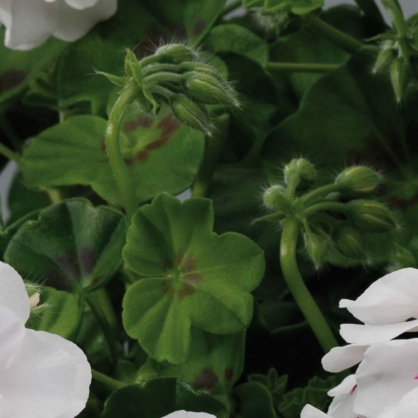 Hängegeranie Big 5 White - Pelargonium (Foliage)