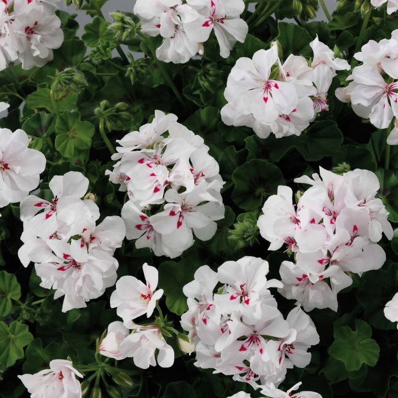 Hängegeranie Big 5 White - Pelargonium (Flowering)