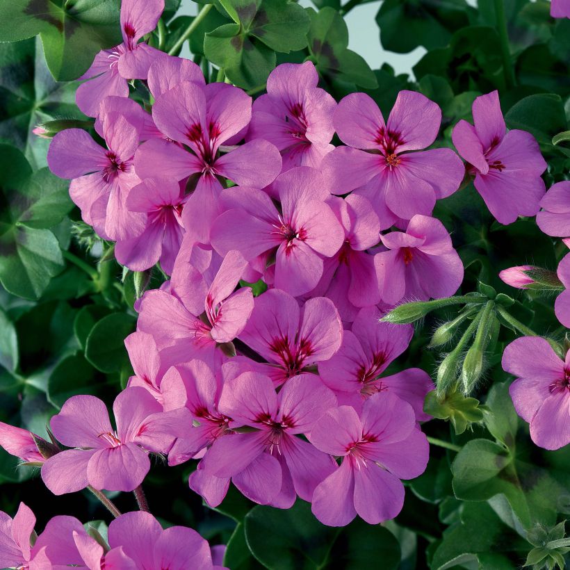 Hängegeranie Rainbow Amethyst - Pelargonium (Flowering)