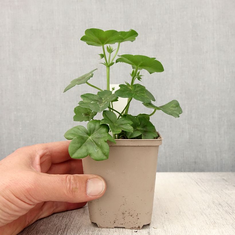 Example of Hängegeranie Rainbow Amethyst - Pelargonium Kleine Töpfe von 8/9 cm as you get in printemps
