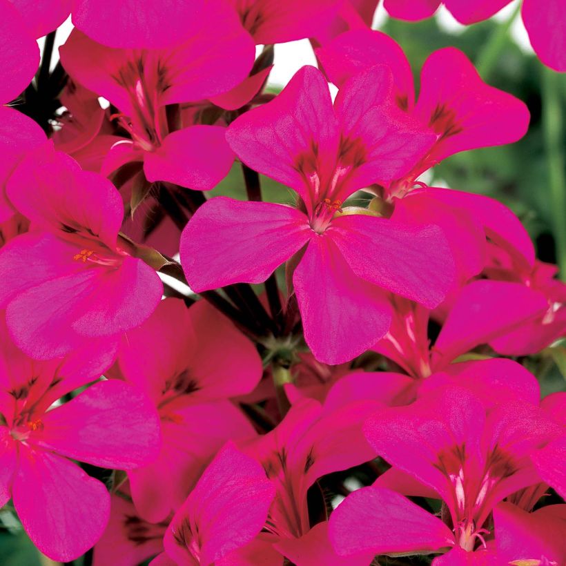 Hängegeranie Rainbow Neon Purple - Pelargonium (Flowering)