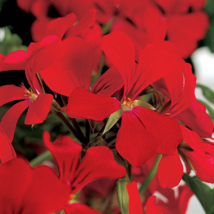 Hängegeranie Rainbow Red - Pelargonium (Flowering)