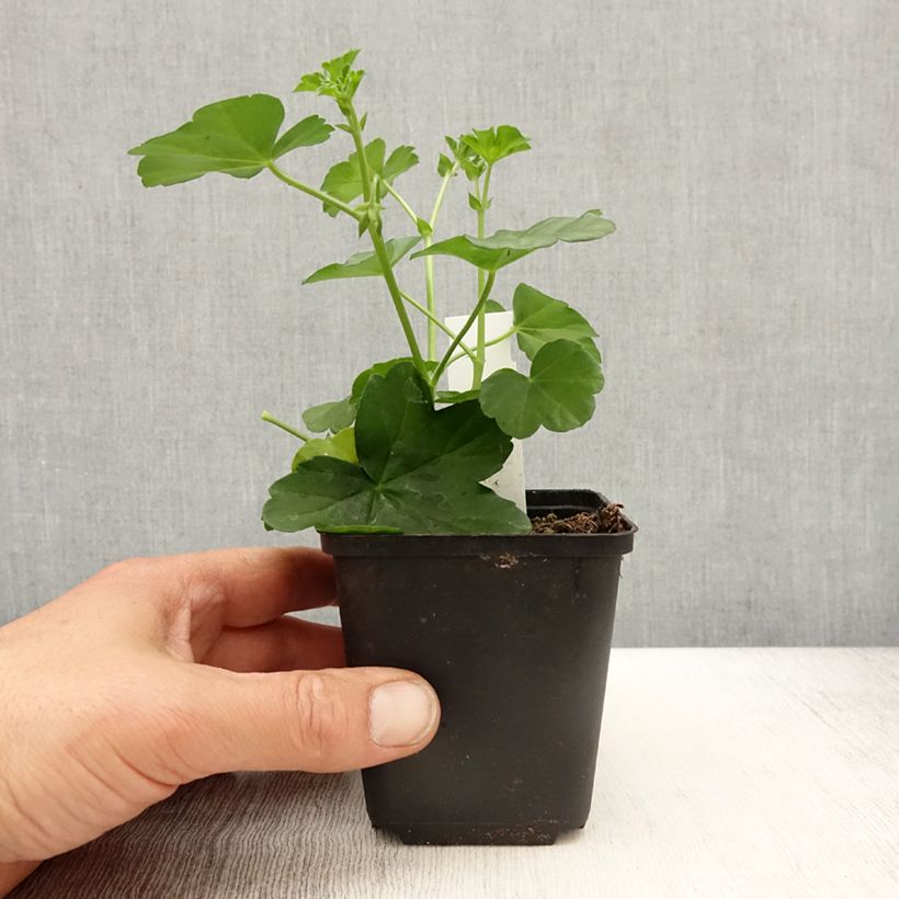 Example of Hängegeranie Balcon Desrumeaux - Pelargonium Kleine Töpfe von 8/9 cm as you get in printemps