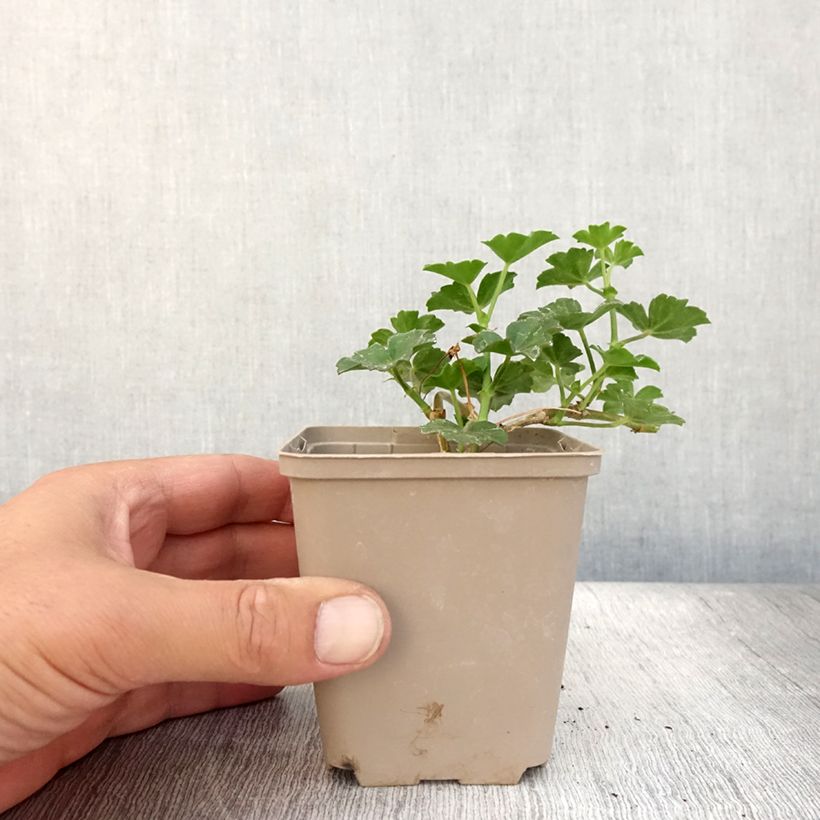 Example of Hängegeranie Balcon Lilas, Lila - Pelargonium Kleine Töpfe von 8/9 cm as you get in ete