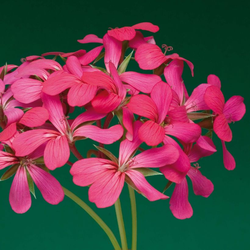 Hängegeranie Balcon Noa - Pelargonium (Flowering)