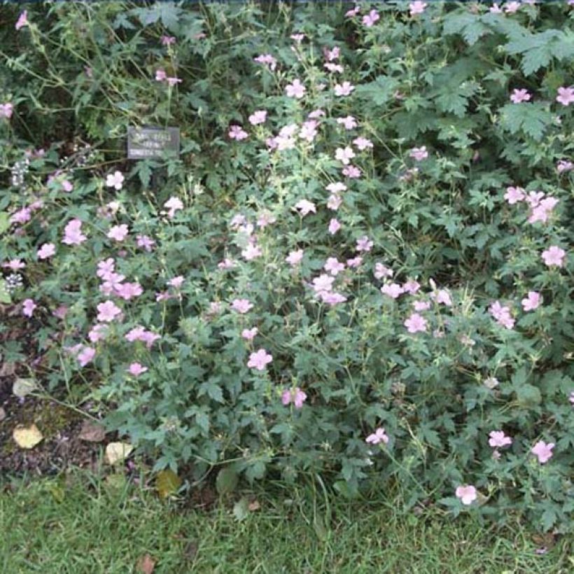 Geranium oxonianum Hollywood - Oxford-Storchschnabel (Plant habit)