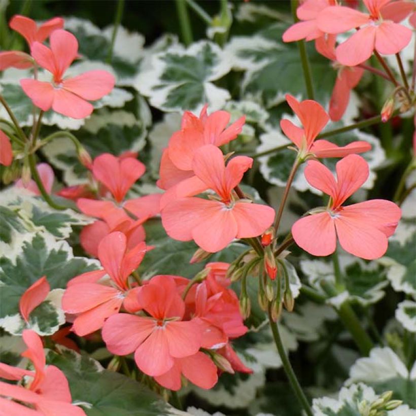 Zonal-Pelargonie Fantaisy Franck Headley - Pelargonium (Flowering)