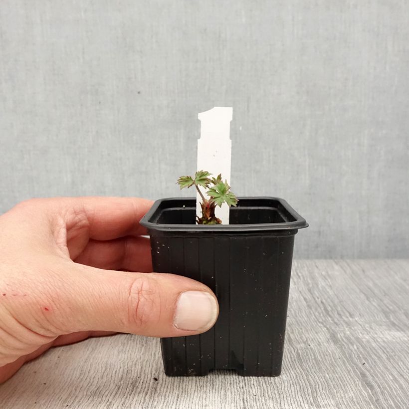 Exemplar von Geranium pratense Else Lacey - Wiesen-Storchschnabel Kleine Töpfe von 8/9 cm wie im Frühjahr geliefert