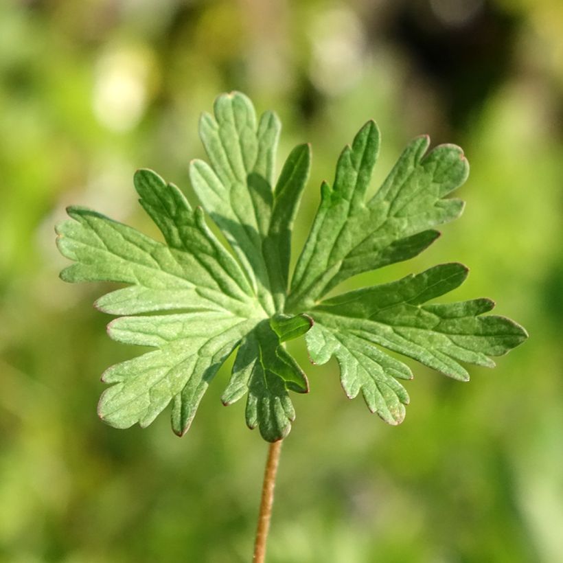 Geranium pratense Else Lacey - Wiesen-Storchschnabel (Foliage)