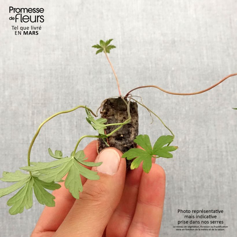 Example of Geranium pratense Else Lacey - Wiesen-Storchschnabel Mini-Plug Ø 1,5/2,5 cm as you get in printemps
