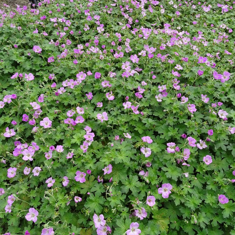 Geranium riversleaianum Mavis Simpson - Storchschnabel (Plant habit)
