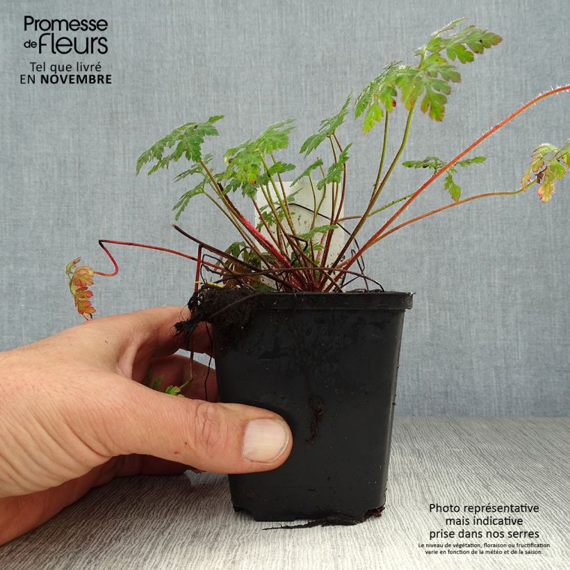 Example of Geranium robertianum - Storchschnabel Kleine Töpfe von 8/9 cm as you get in automne