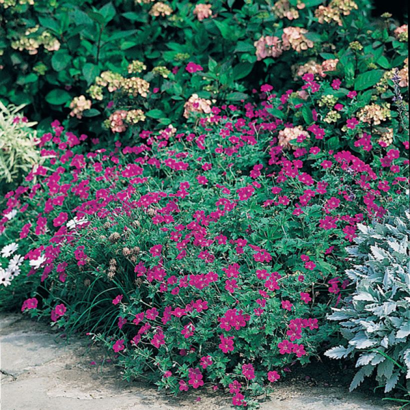 Geranium sanguineum (Plant habit)