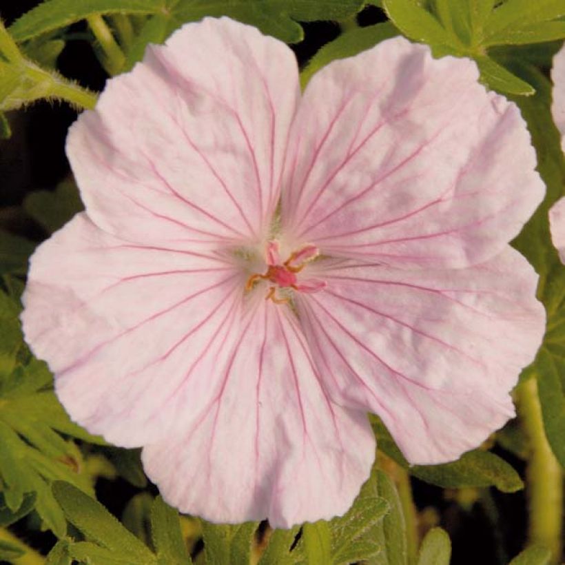 Geranium sanguineum var. striatum - Blutstorchschnabel (Flowering)