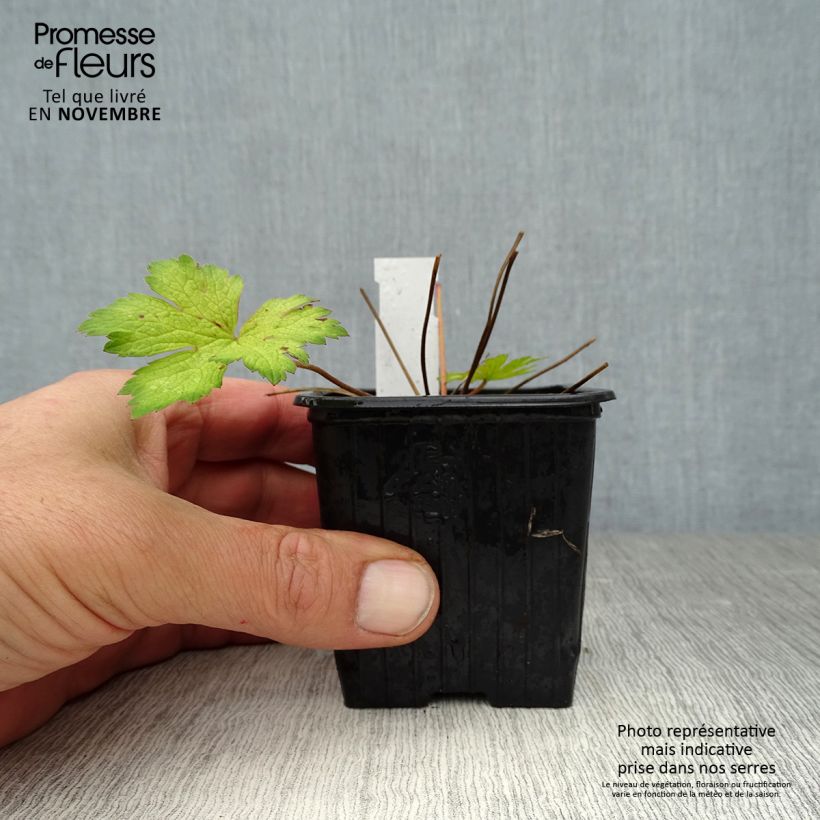 Example of Storchschnabel Ann Folkard - Geranium Kleine Töpfe von 8/9 cm as you get in automne