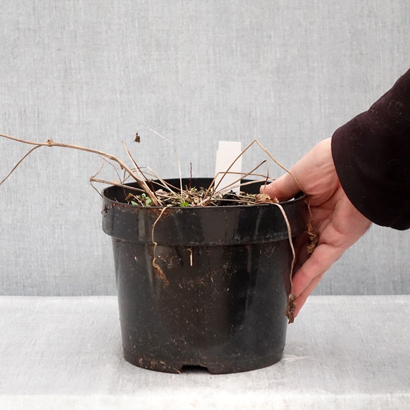 Exemplar von Storchschnabel Ann Folkard - Geranium Topf mit 2L/3L wie im Winter geliefert