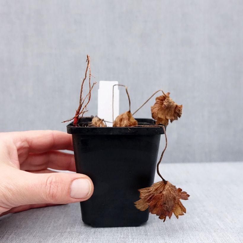 Example of Geranium sanguineum Anne's Family Carol Anne - Blutstorchschnabel Kleine Töpfe von 8/9 cm as you get in hiver