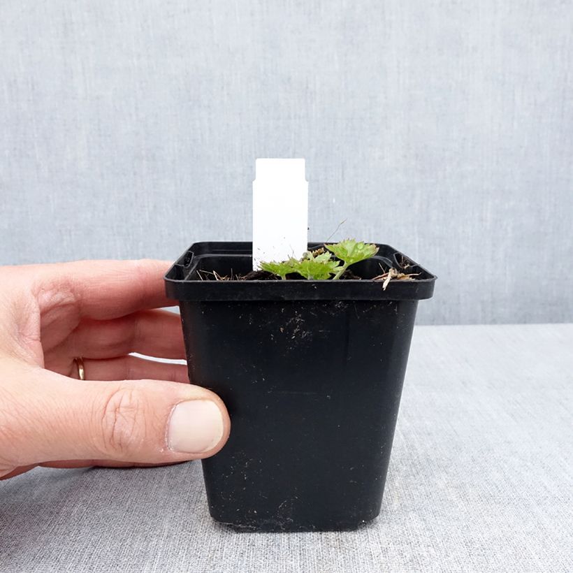 Exemplar von Geranium sanguineum Anne's Family Carol Anne - Blutstorchschnabel Kleine Töpfe von 8/9 cm wie im Frühjahr geliefert