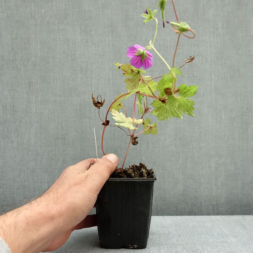 Exemplar von Storchschnabel Anne's Family Mary Anne - Geranium Kleine Töpfe von 8/9 cm wie im Herbst geliefert
