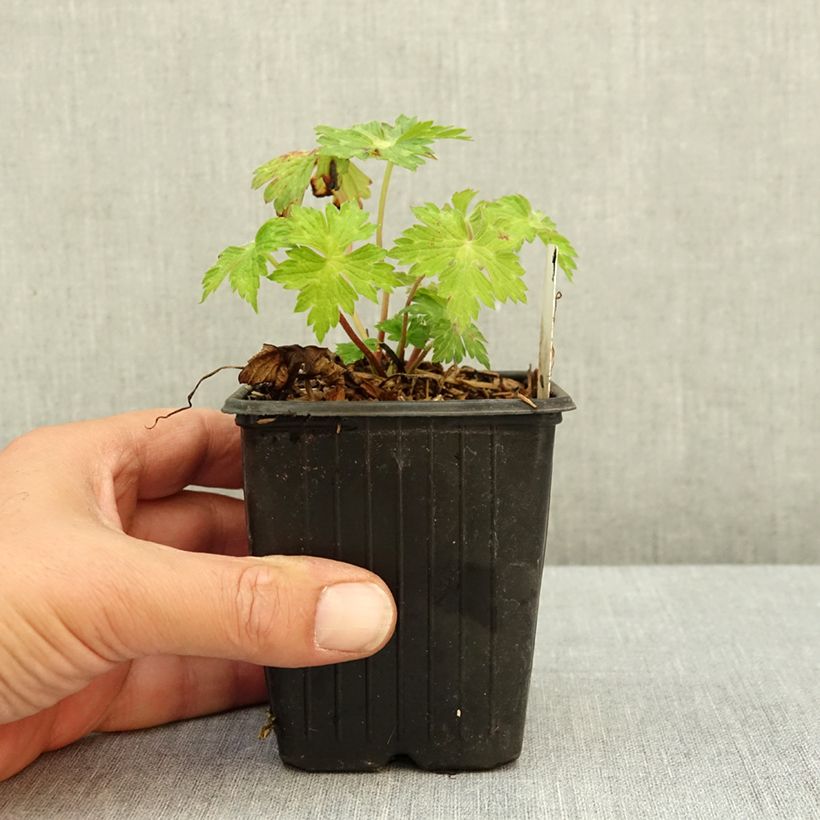 Exemplar von Storchschnabel Anne's Family Mary Anne - Geranium Kleine Töpfe von 8/9 cm wie im Sommer geliefert