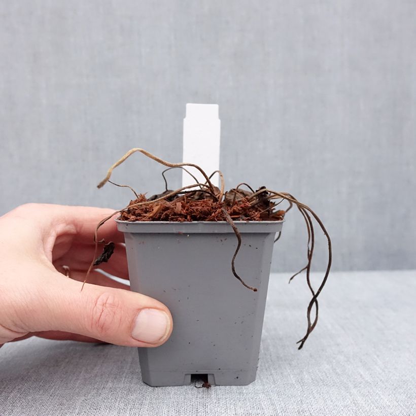 Example of Storchschnabel Anne's Family Mary Anne - Geranium Kleine Töpfe von 8/9 cm as you get in hiver
