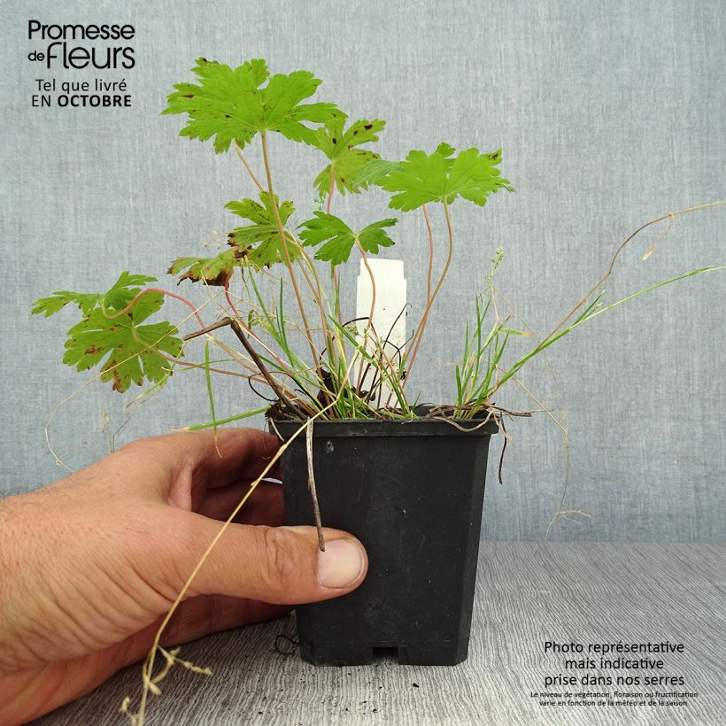 Example of Storchschnabel Anne Thomson - Geranium Kleine Töpfe von 8/9 cm as you get in automne