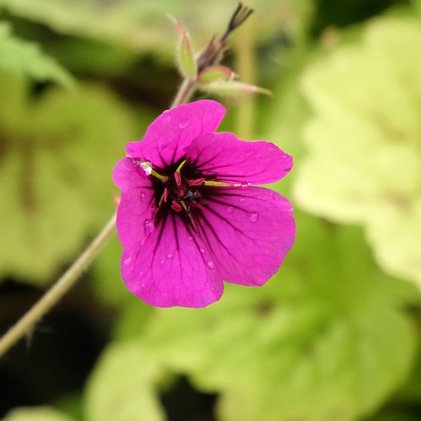 Storchschnabel Anne Thomson - Geranium (Flowering)
