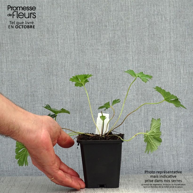 Example of Storchschnabel Azure Rush - Geranium Kleine Töpfe von 8/9 cm as you get in automne